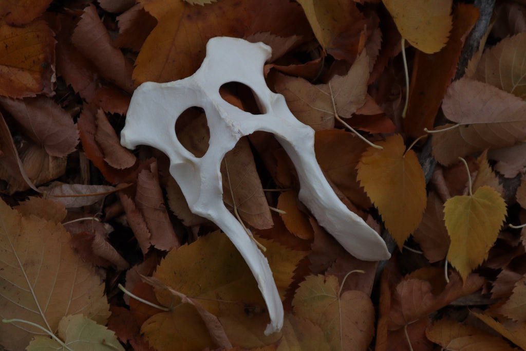 Gray Wolf Innominate Bones