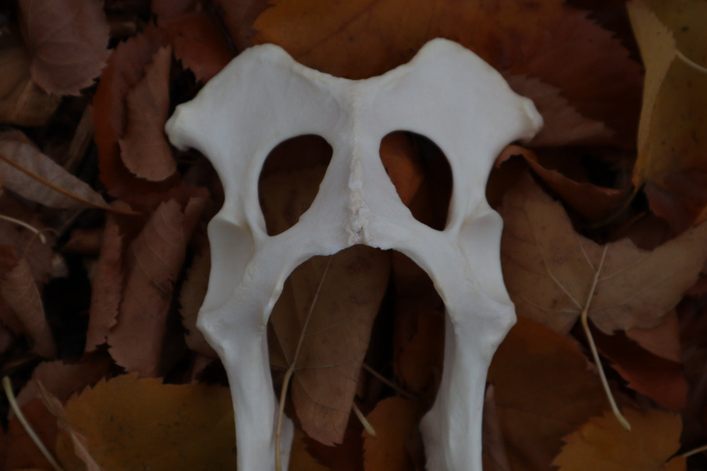 Gray Wolf Innominate Bones
