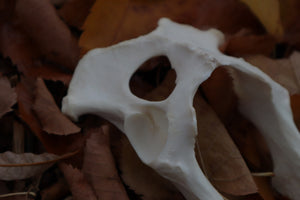 Gray Wolf Innominate Bones