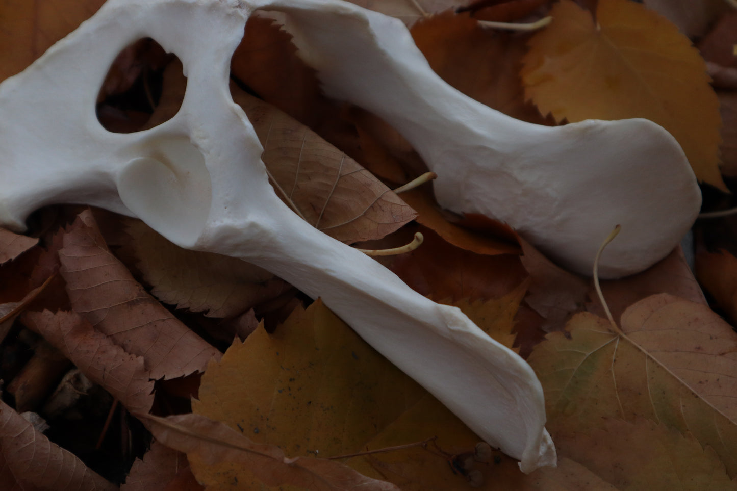 Gray Wolf Innominate Bones
