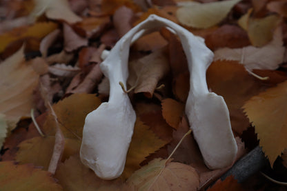 Gray Wolf Innominate Bones
