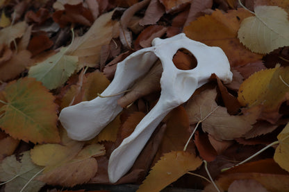 Gray Wolf Innominate Bones