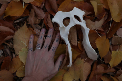 Gray Wolf Innominate Bones