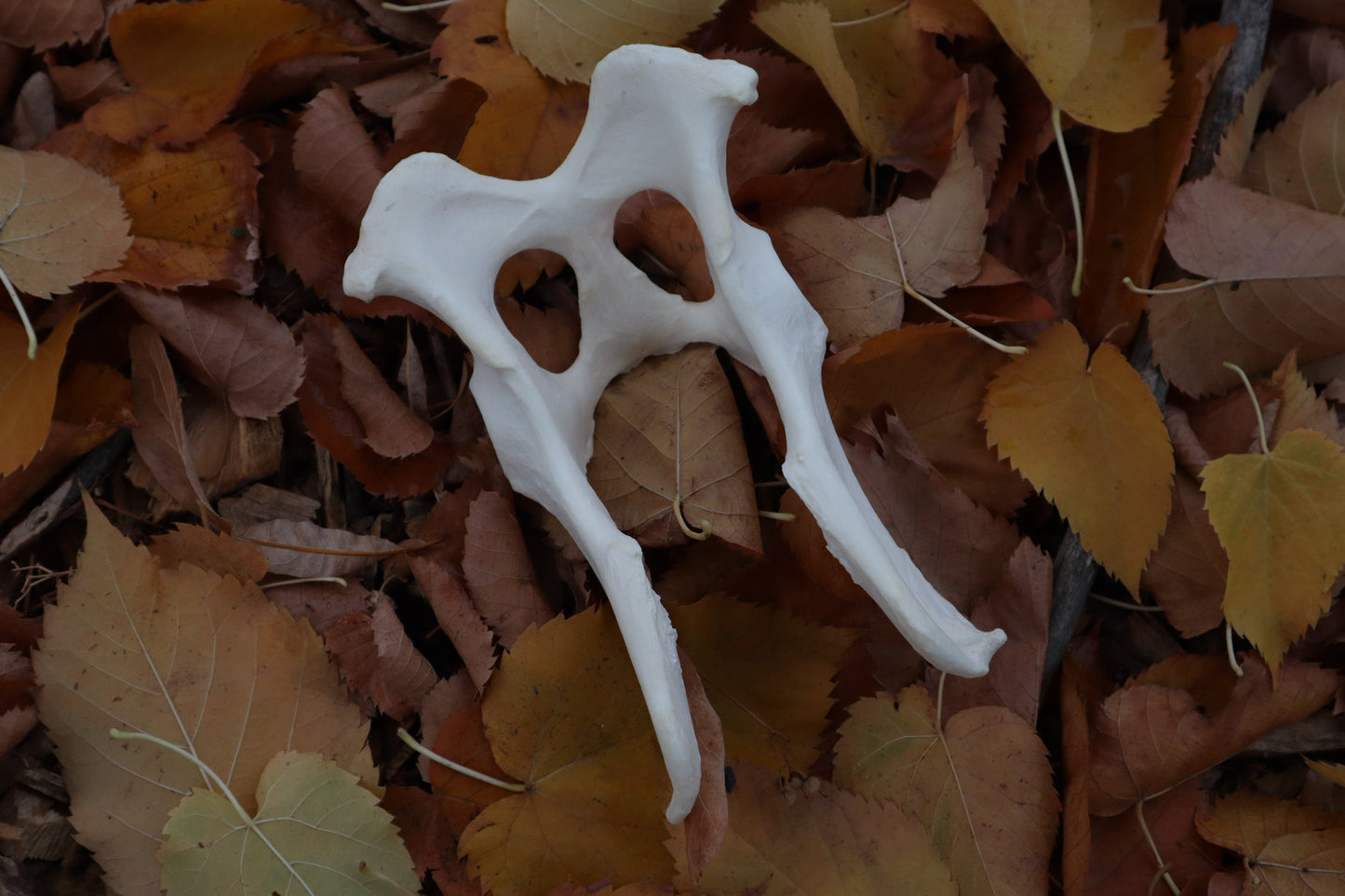 Gray Wolf Innominate Bones
