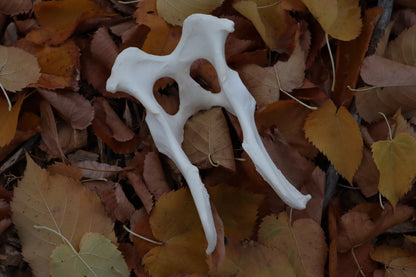 Gray Wolf Innominate Bones
