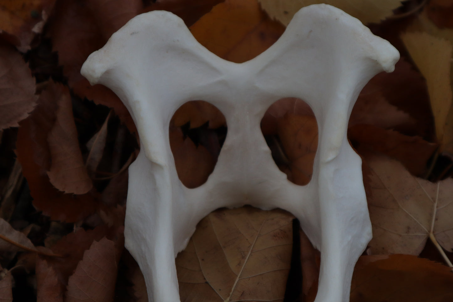 Gray Wolf Innominate Bones