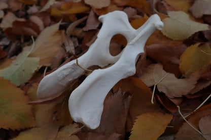 Gray Wolf Innominate Bones
