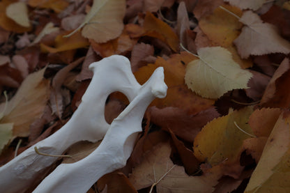 Gray Wolf Innominate Bones