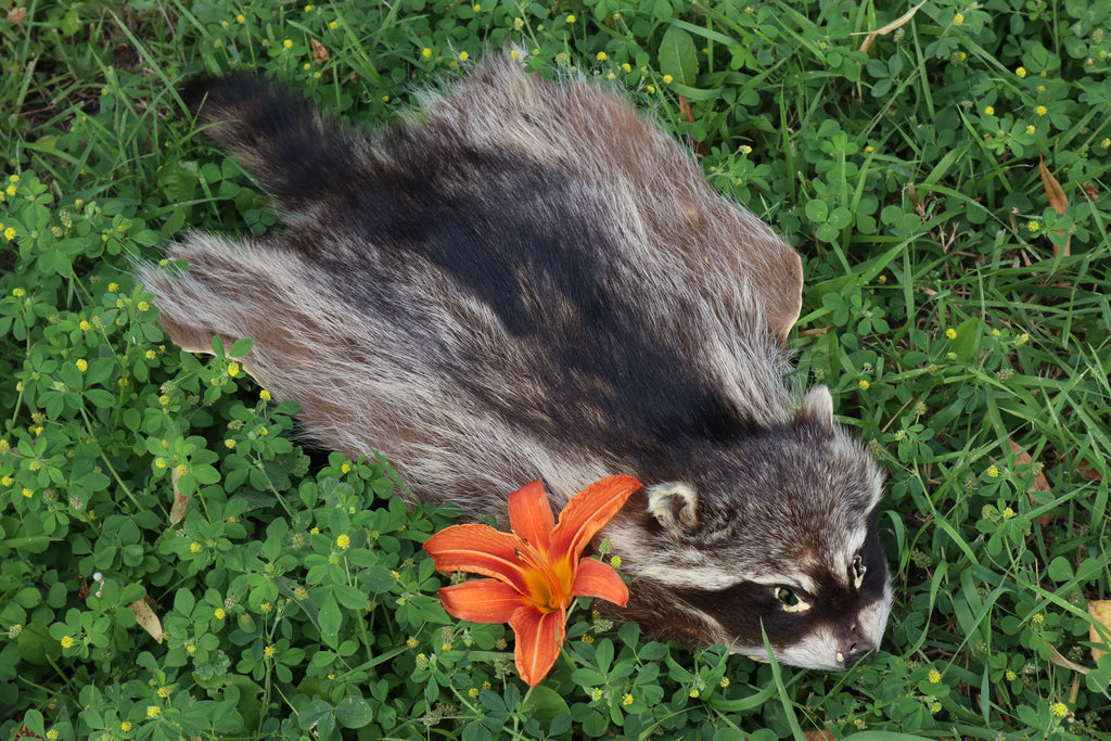 Juvenile Raccoon Pelt