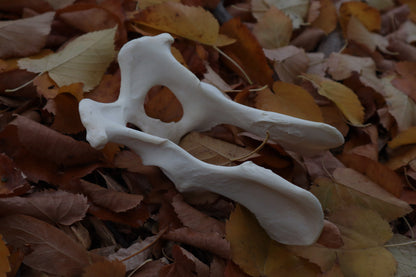 Gray Wolf Innominate Bones