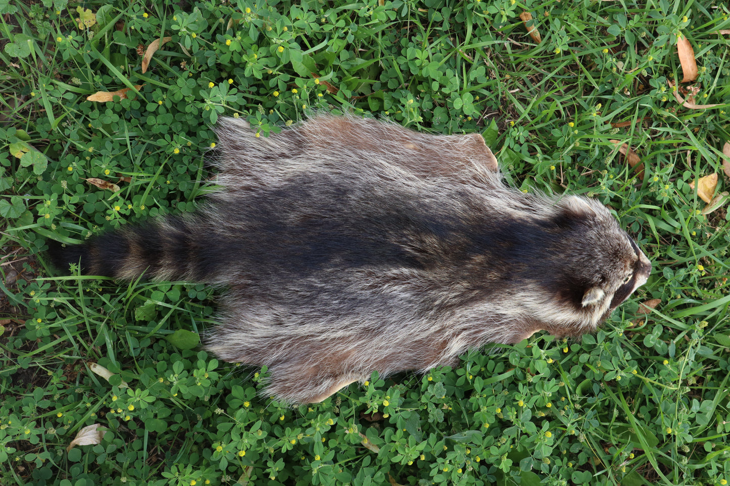 Juvenile Raccoon Pelt