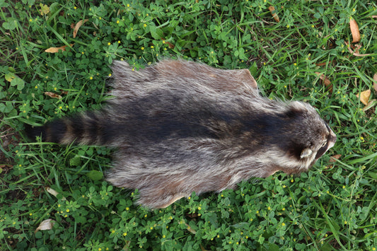 Juvenile Raccoon Pelt