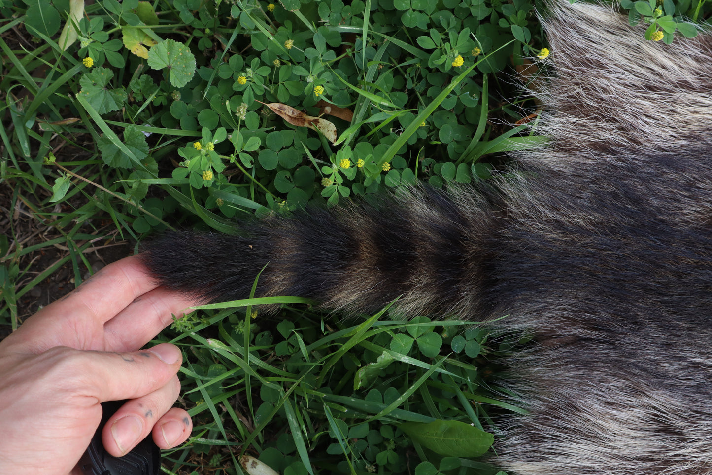 Juvenile Raccoon Pelt