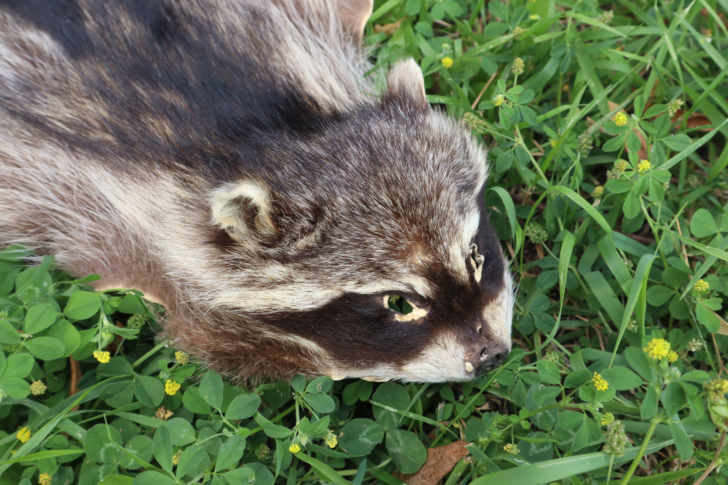 Juvenile Raccoon Pelt
