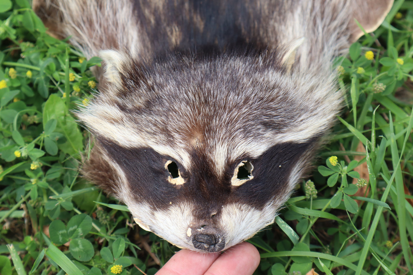 Juvenile Raccoon Pelt