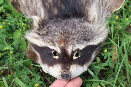 Juvenile Raccoon Pelt