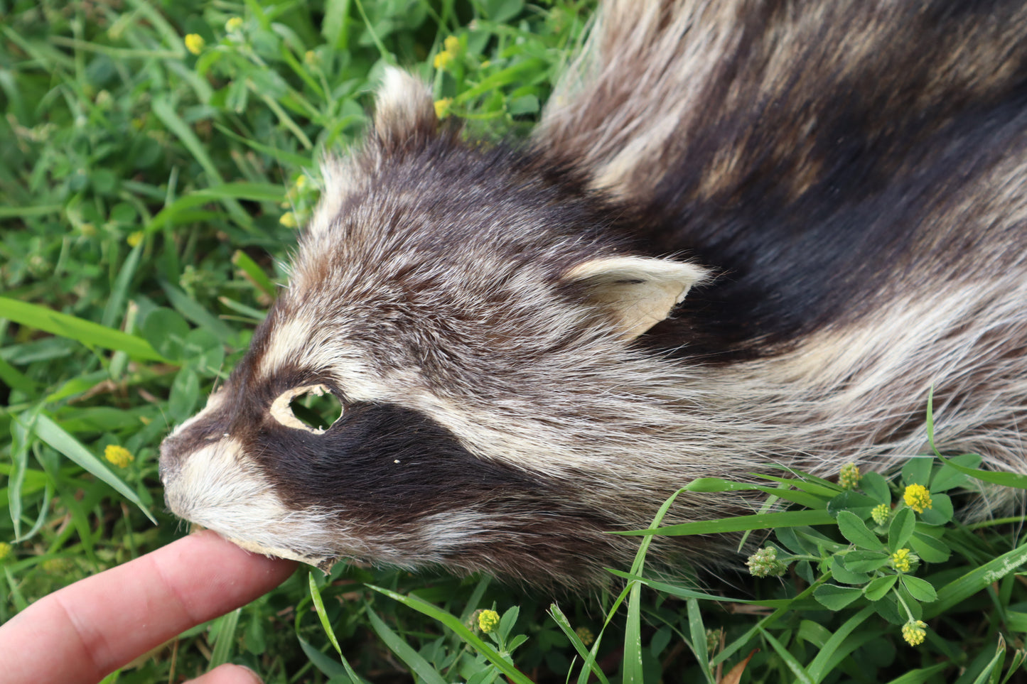 Juvenile Raccoon Pelt