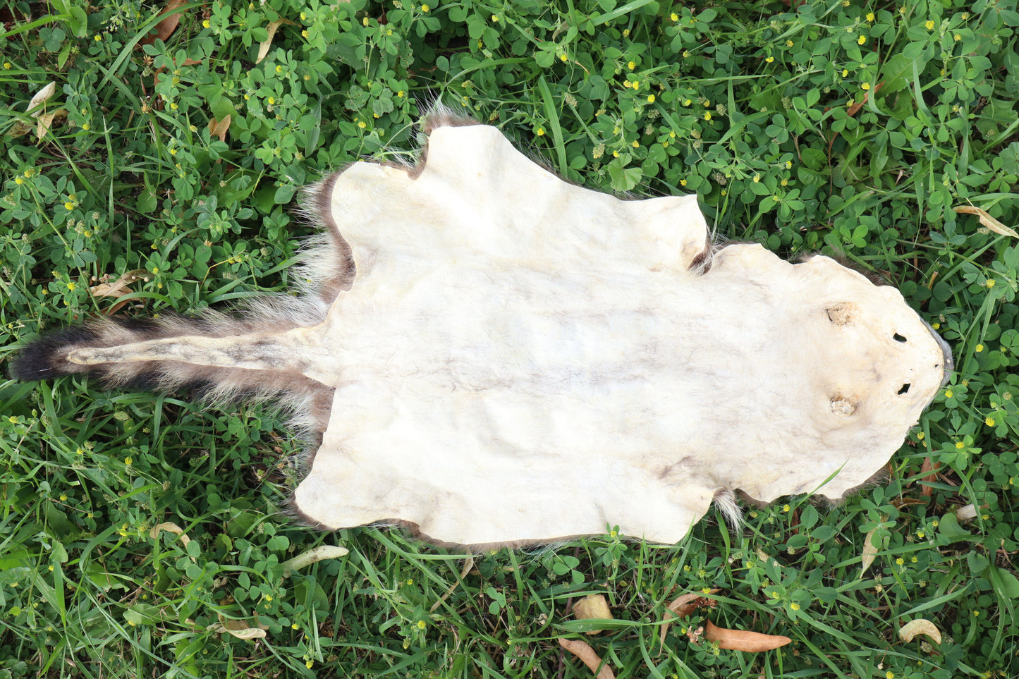 Juvenile Raccoon Pelt