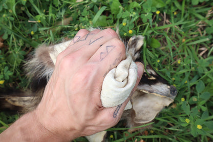 Juvenile Raccoon Pelt