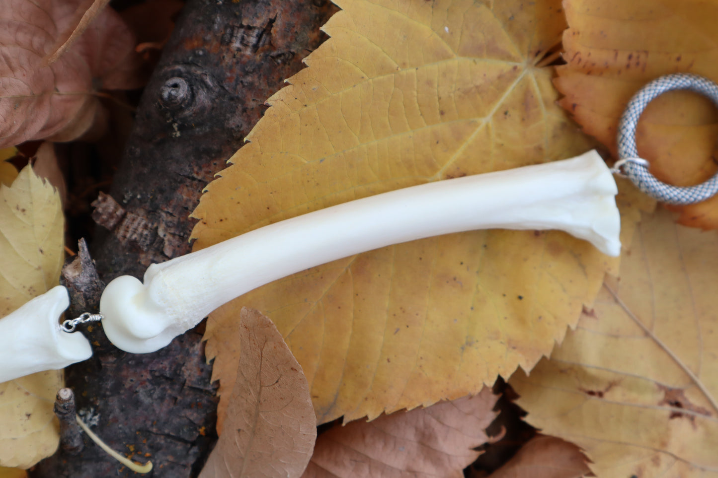 Fluid Mountain Lion Toe Articulation with a Moonstone Point "Claw"