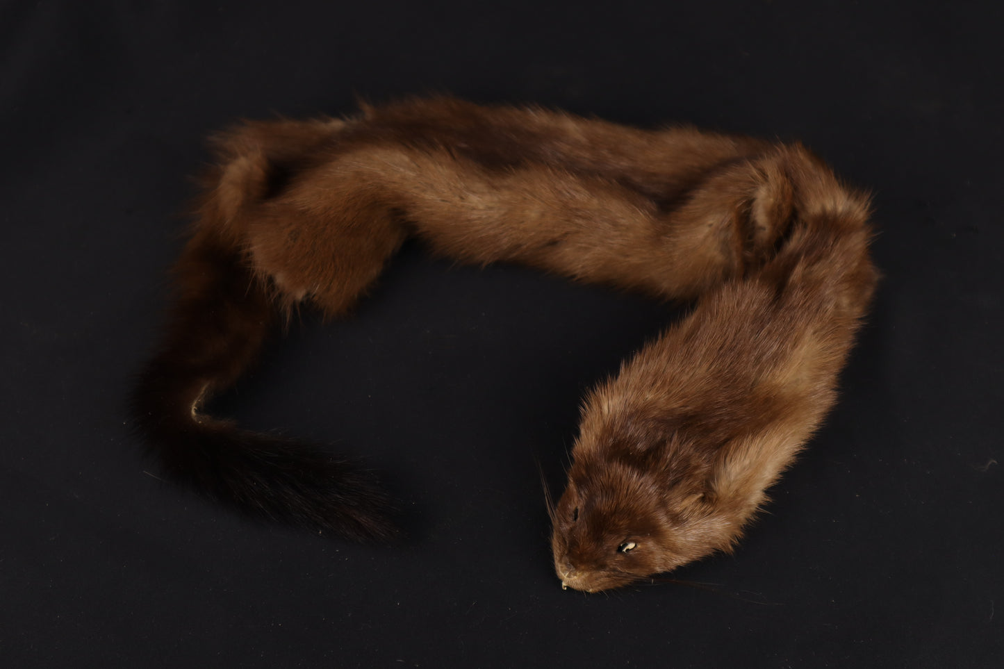 Soft Tanned Mink Wallhanger