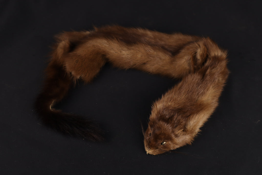 Soft Tanned Mink Wallhanger