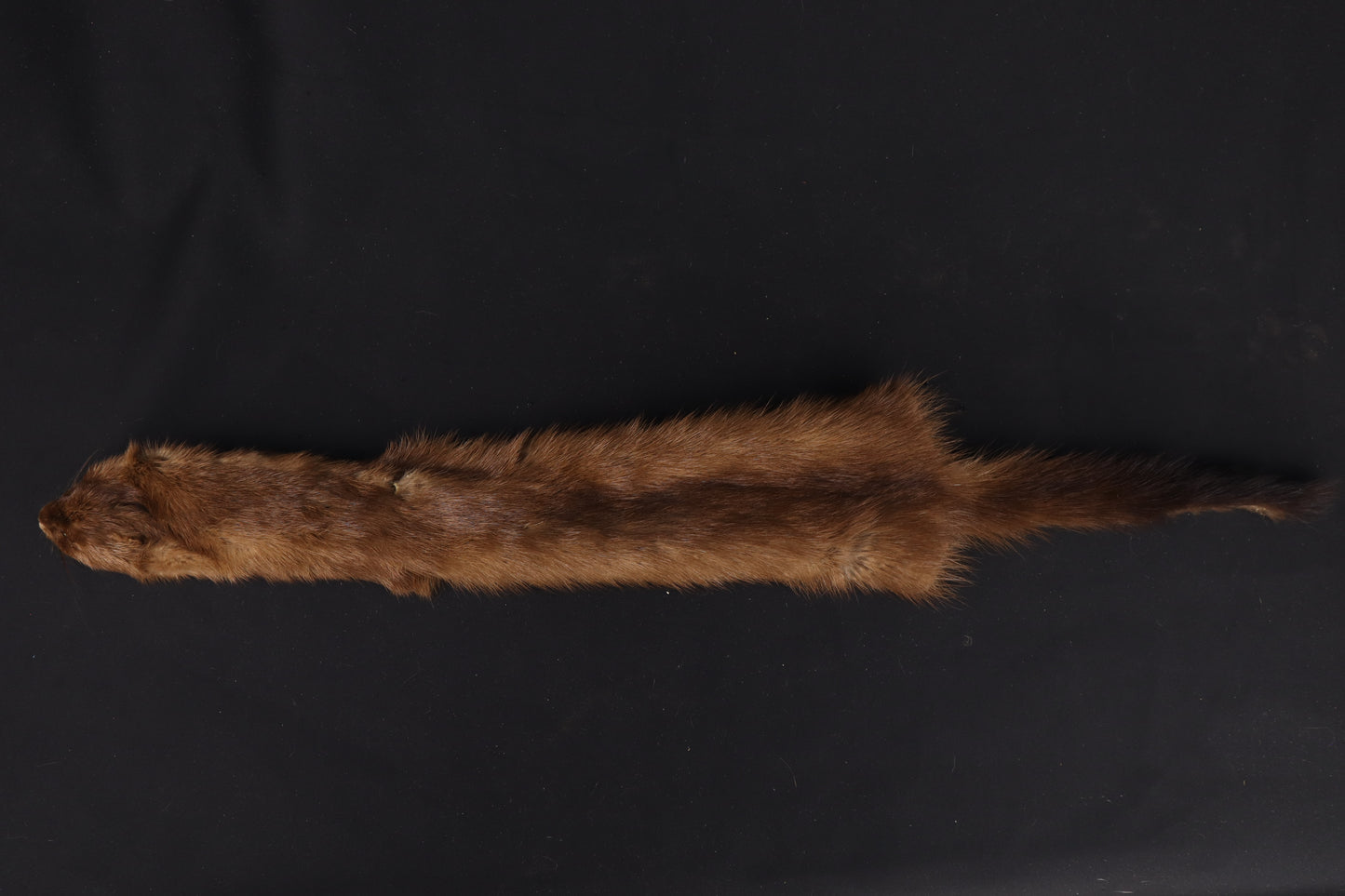 Soft Tanned Mink Wallhanger