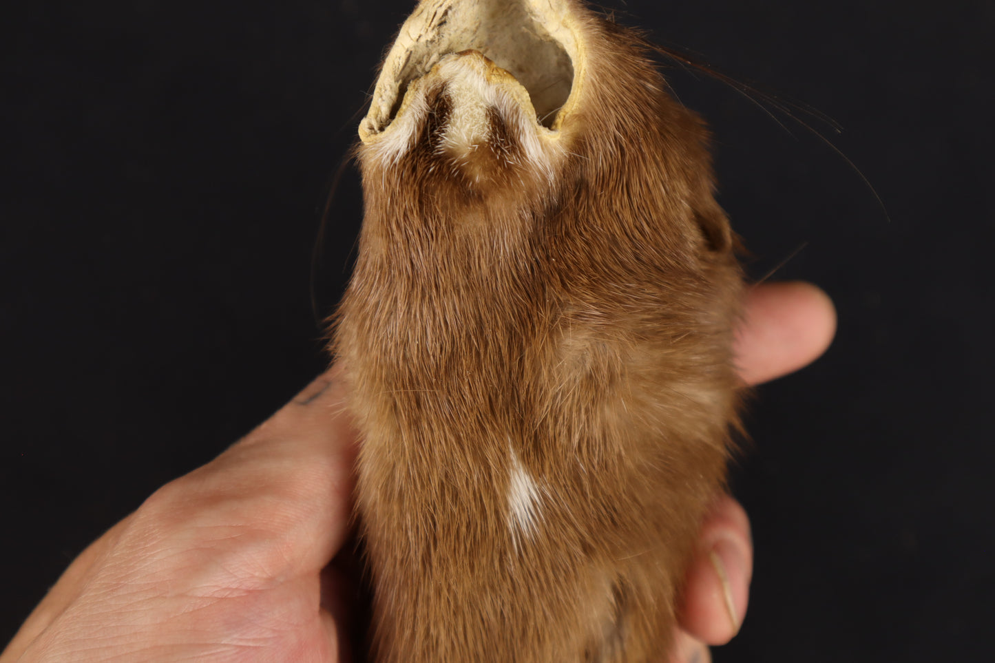 Soft Tanned Mink Wallhanger