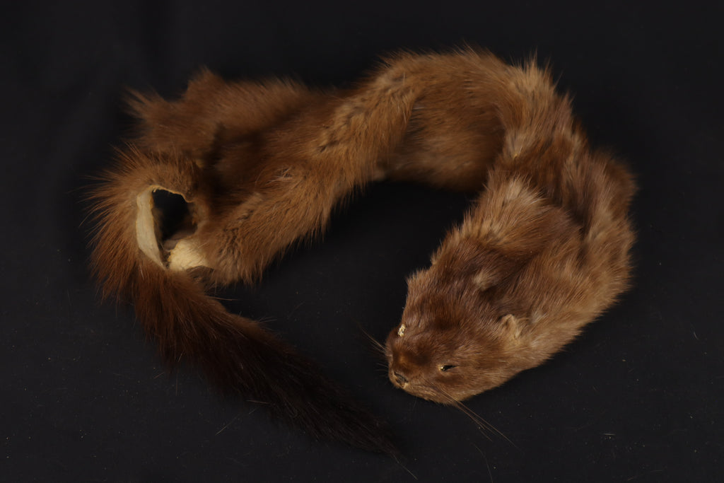 Soft Tanned Mink Wallhanger