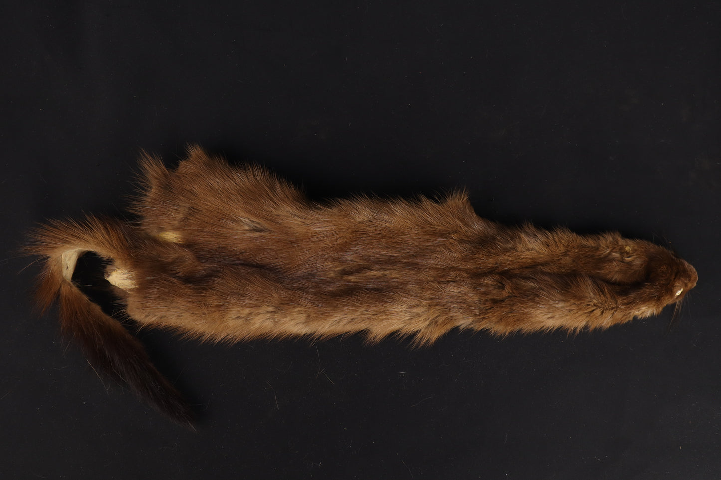 Soft Tanned Mink Wallhanger
