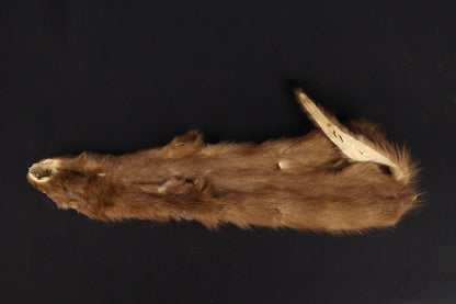 Soft Tanned Mink Wallhanger