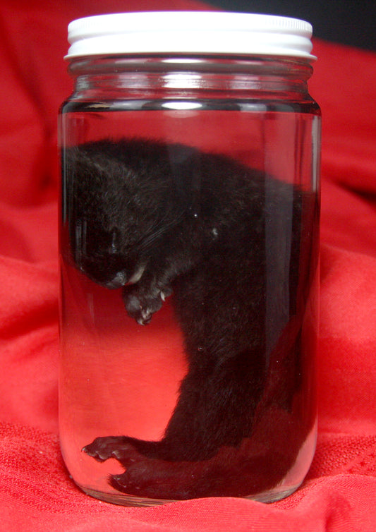 Kit Mink Wet Specimen