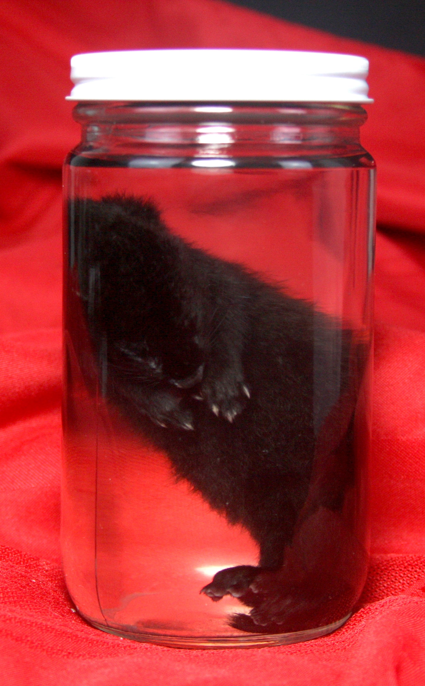 Kit Mink Wet Specimen