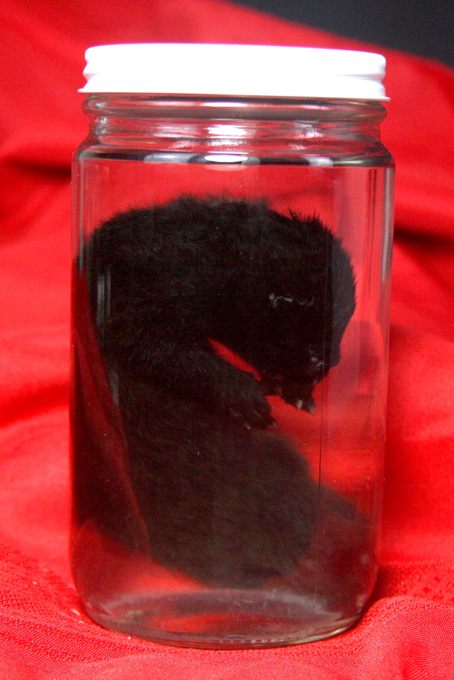 Kit Mink Wet Specimen
