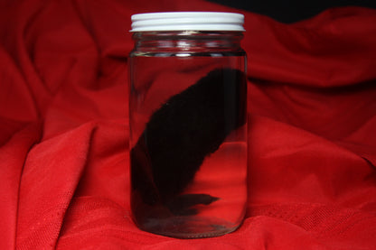 Kit Mink Wet Specimen
