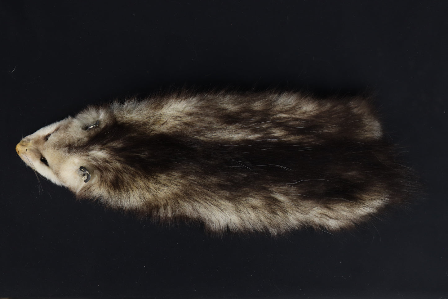 Soft Tanned Opossum Wallhanger