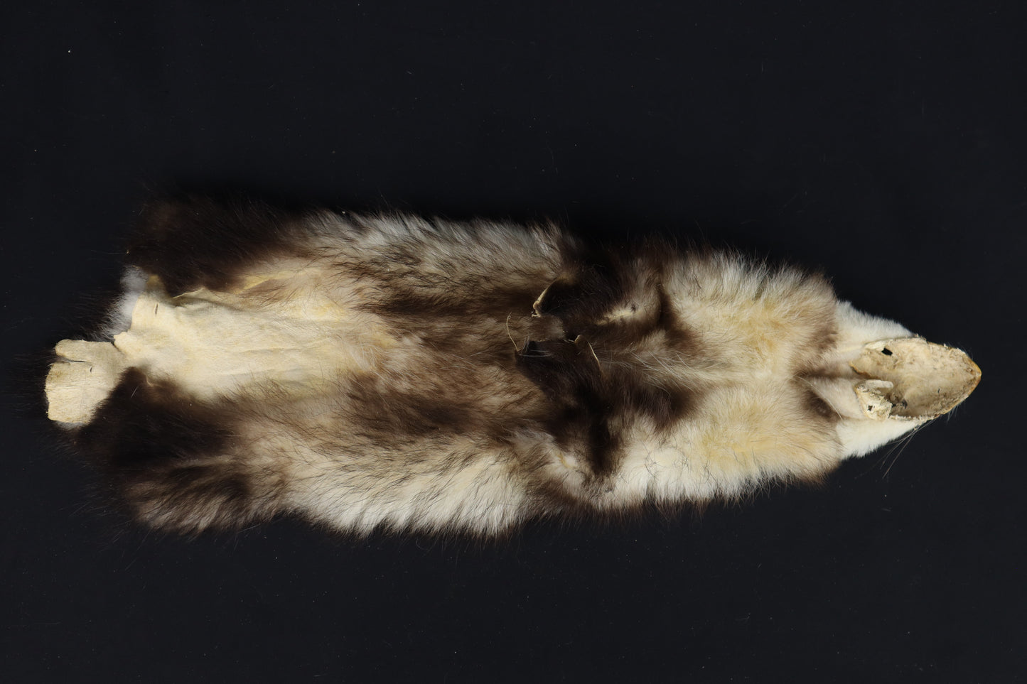 Soft Tanned Opossum Wallhanger