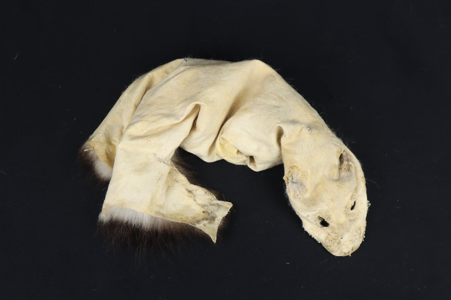 Soft Tanned Opossum Wallhanger