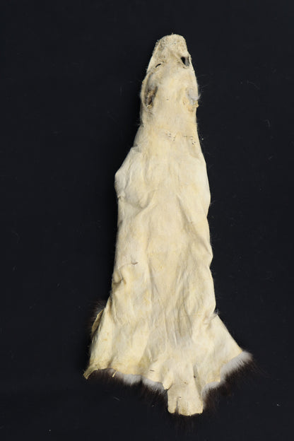 Soft Tanned Opossum Wallhanger