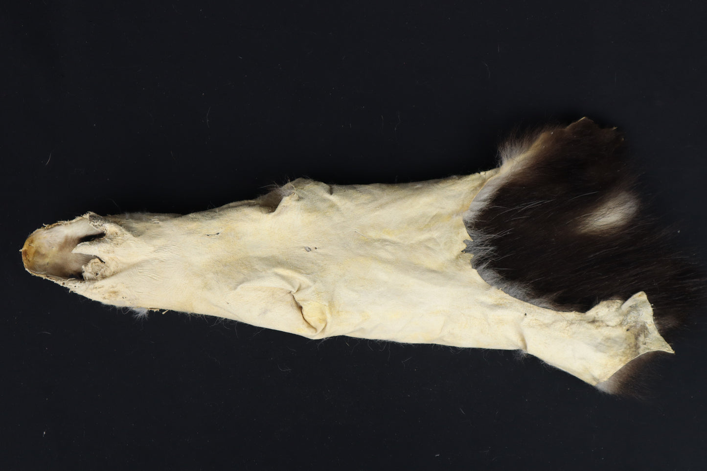 Soft Tanned Opossum Wallhanger