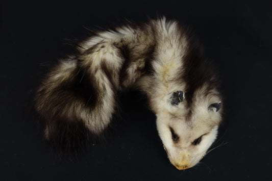 Soft Tanned Opossum Wallhanger