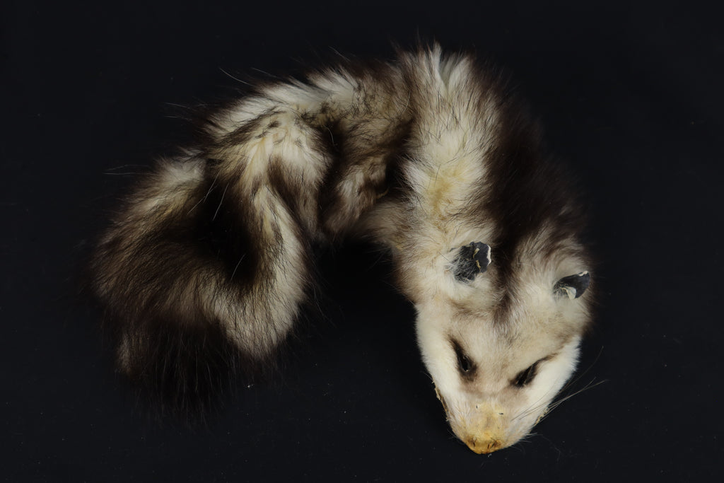 Soft Tanned Opossum Wallhanger