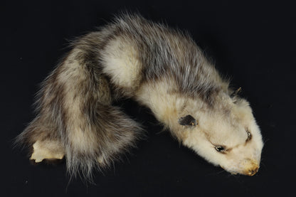 Soft Tanned Opossum Wallhanger