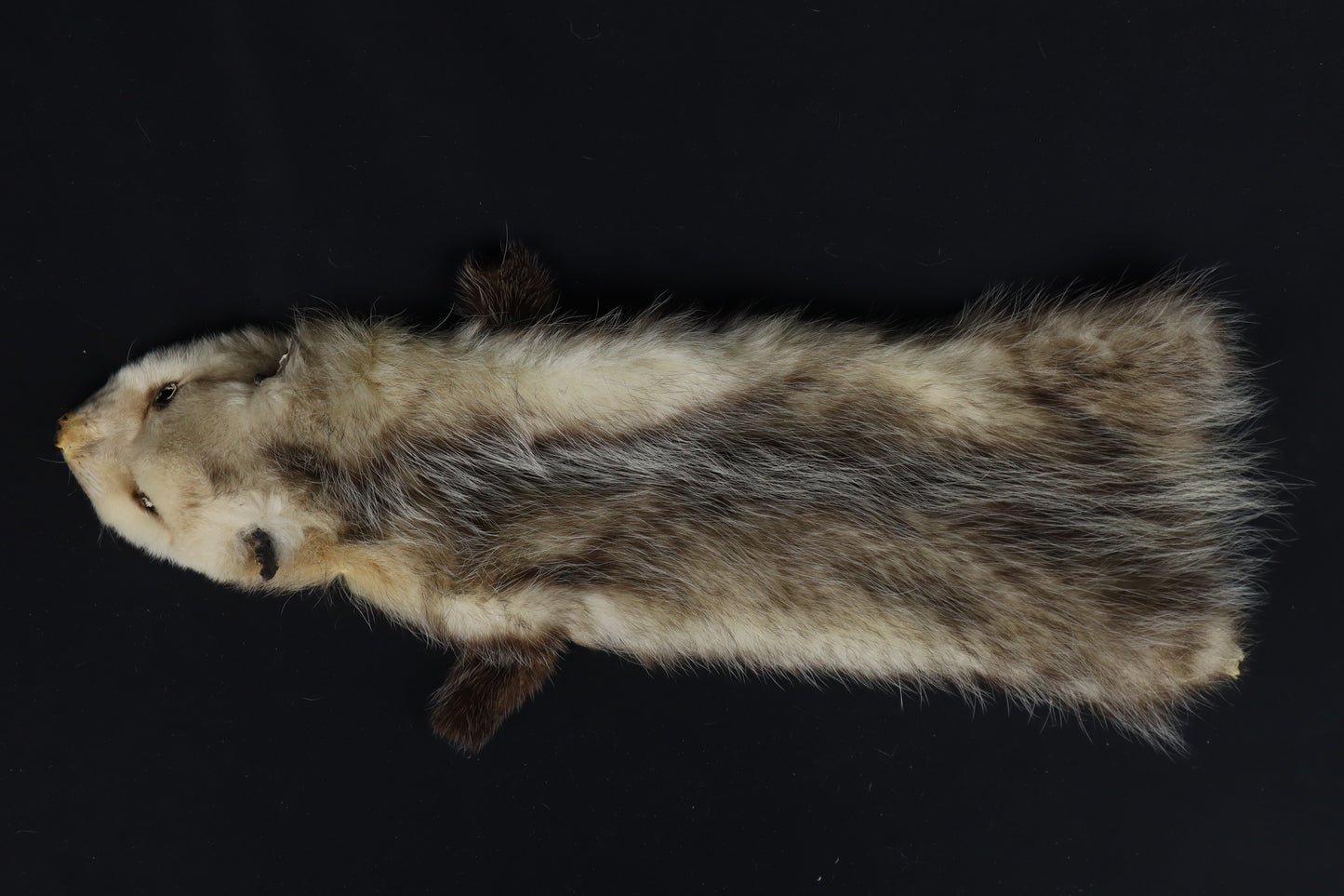 Soft Tanned Opossum Wallhanger