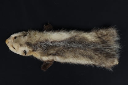 Soft Tanned Opossum Wallhanger