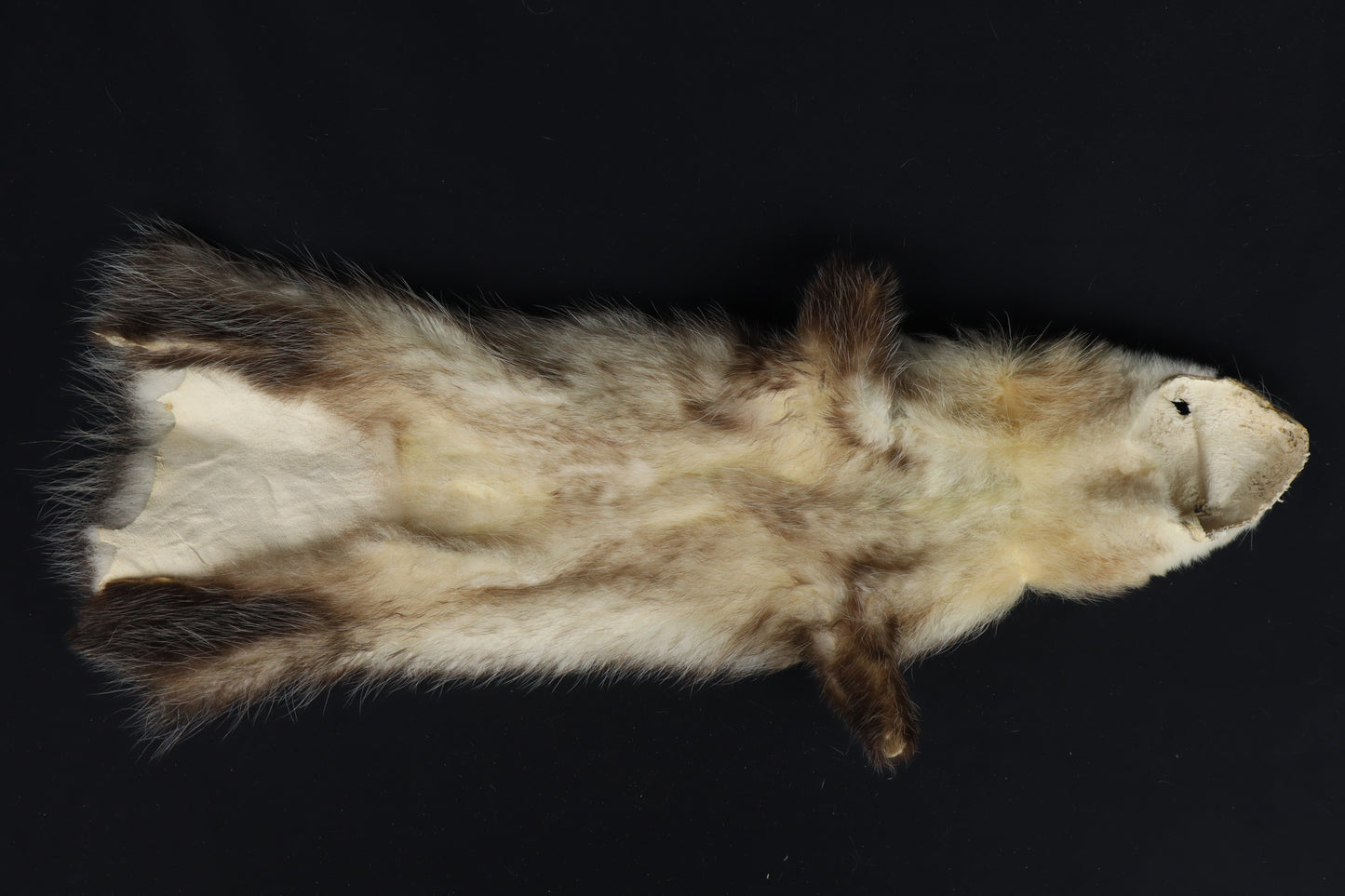 Soft Tanned Opossum Wallhanger