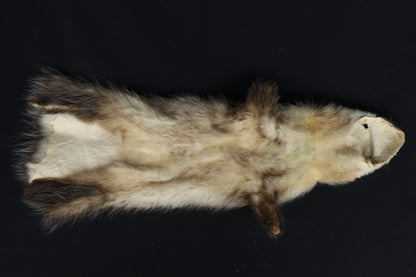 Soft Tanned Opossum Wallhanger