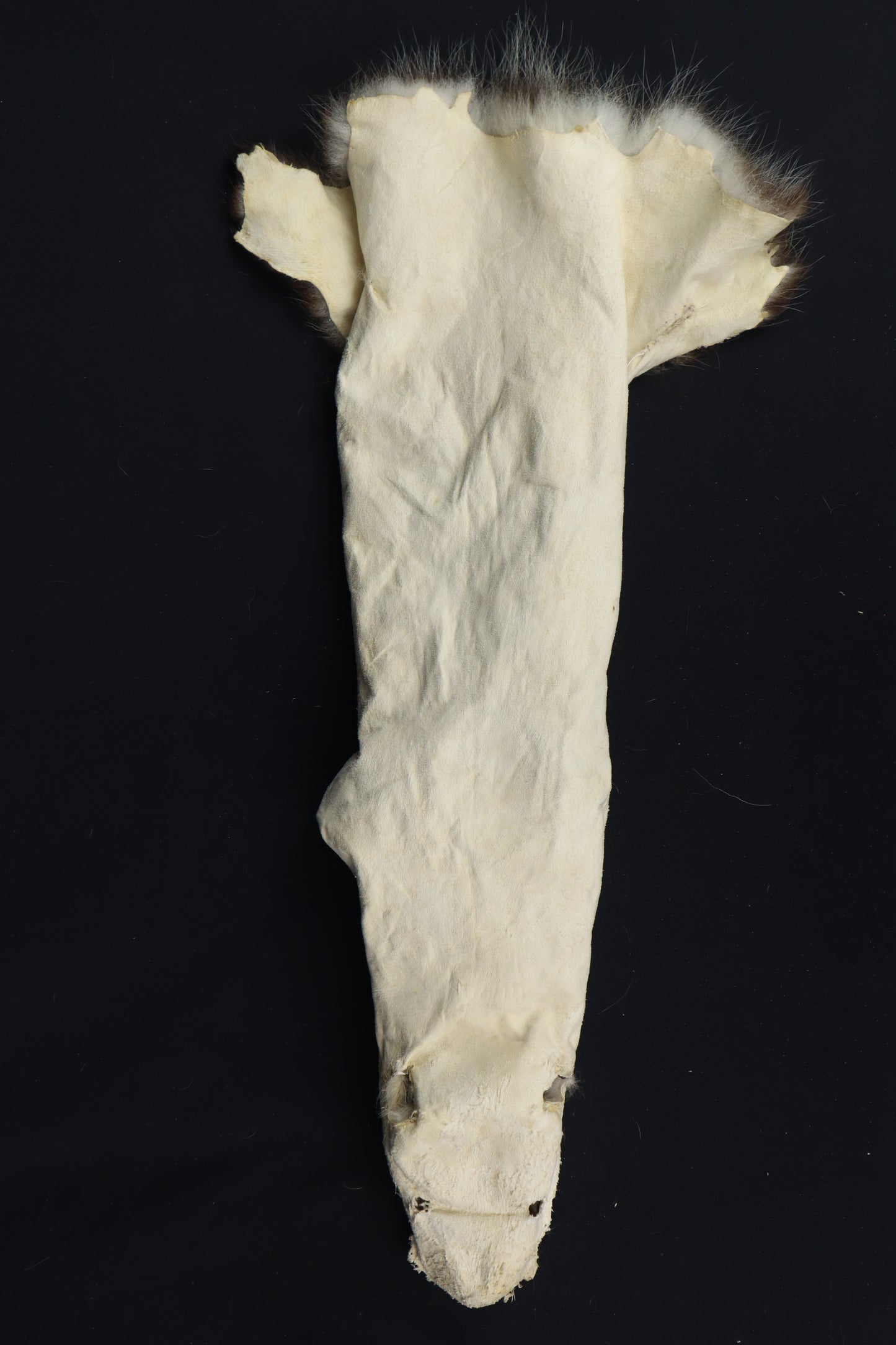 Soft Tanned Opossum Wallhanger