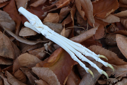 Coyote Paw Articulation