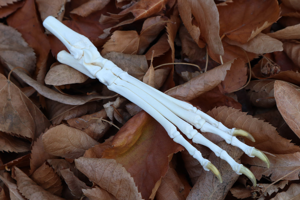 Coyote Paw Articulation